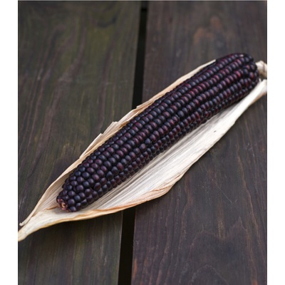 BIO Kukuřice cukrová Tortilla - Zea mays - bio semena kukuřice - 20 ks