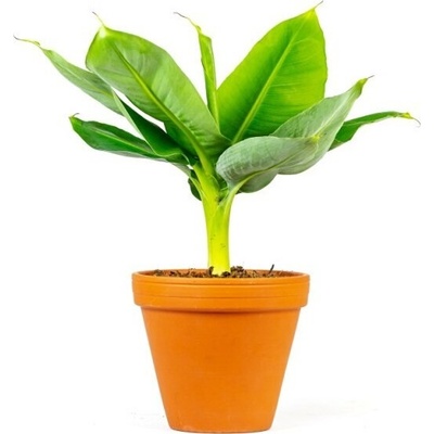 Gardners Musa Tropicana, průměr 12 cm Banánovník