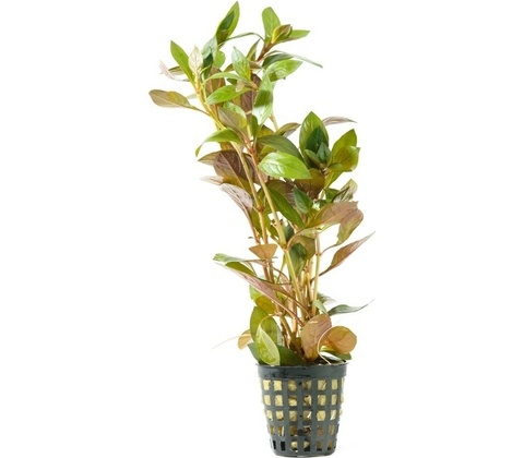 Ludwigia repens