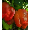 Paprika Granova - Capsicum annuum - Predaj semien - 50 ks