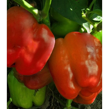 Paprika Granova - Capsicum annuum - Predaj semien - 50 ks