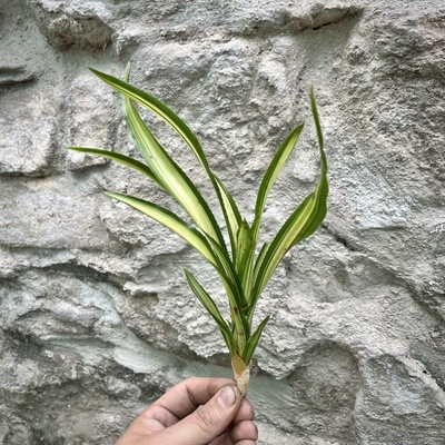 Neoregelia - Chrisy