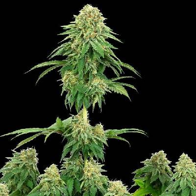 White Label Girl Scout Cookies semena neobsahují THC 5 ks