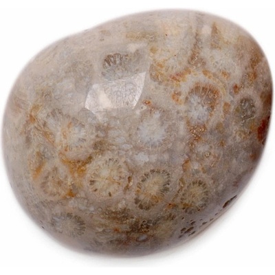 Nefertitis Zkamenělý korál tromlovaný - XL - cca 3 - 4 cm
