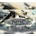 Naval Warfare