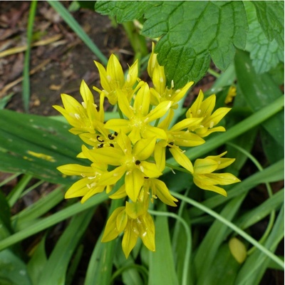 Česnek Moly - Allium moly - cibule česneků - 3 ks