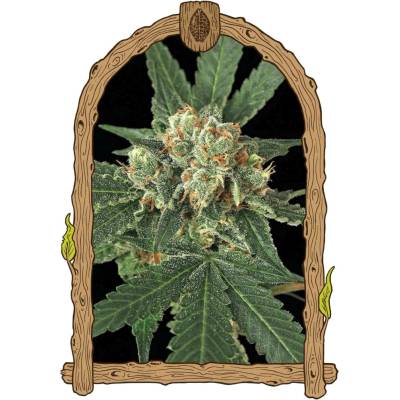 Exotic Seeds Blue Monkey semena neobsahují THC 5 ks