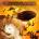 TRANSATLANTIC: WHIRLWIND/STANDARD CD