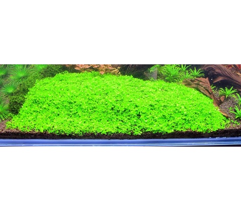 Micranthemum micranthemoides