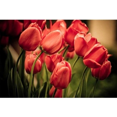 Dimex MS-5-0128 vliesová fototapeta na zeď Červené tulipány, rozmery 375 x 250 cm
