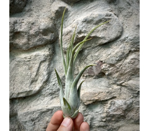 Tillandsia circinata