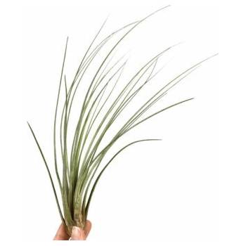 Tillandsia juncea