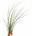 Tillandsia juncea