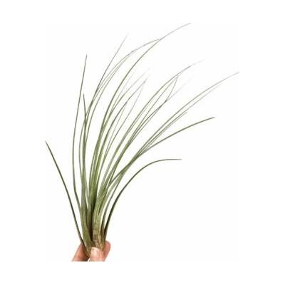 Tillandsia juncea