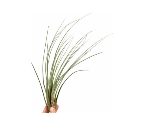 Tillandsia juncea