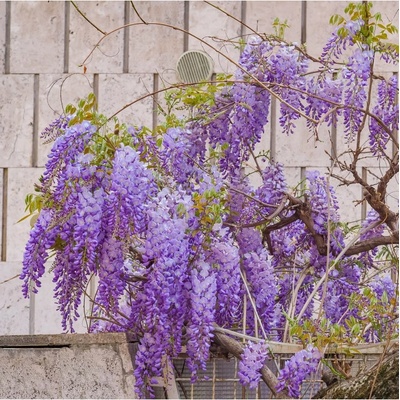 Vistárie čínská - Wisteria sinensis - semena vistárie - 2 ks