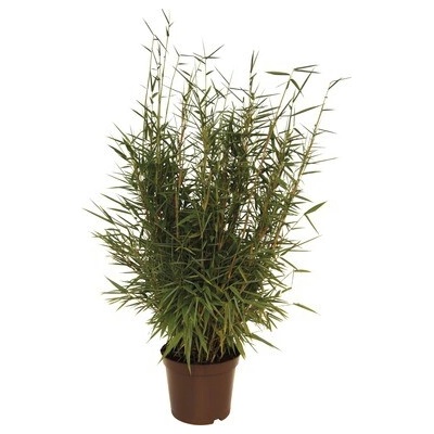 Bambus FloraSelf Fargesia murielae 'Jumbo' 40-60 cm kvetináč 5 l