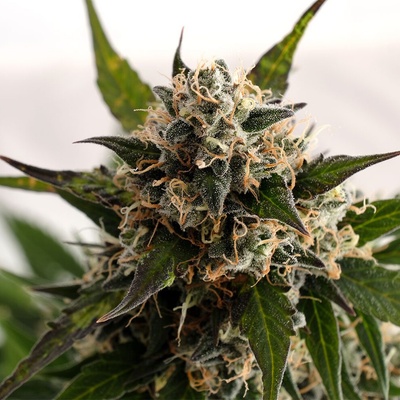 Kannabia Seeds Kick Ass semienka neobsahujú THC 100 ks