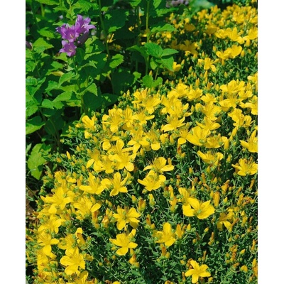 GREENBOSS FLOWER Třezalka malolistá 'Grandiflorum' Průměr květináče: 9 až 12 cm