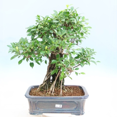 e-bonsai Pokojová bonsai - Ficus kimmen - malolistý fíkus