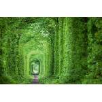DIMEX ART Флизелинов фототапет зелен тунел 375 x 250 см