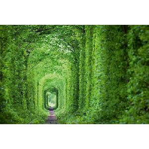 DIMEX ART Флизелинов фототапет зелен тунел 375 x 250 см