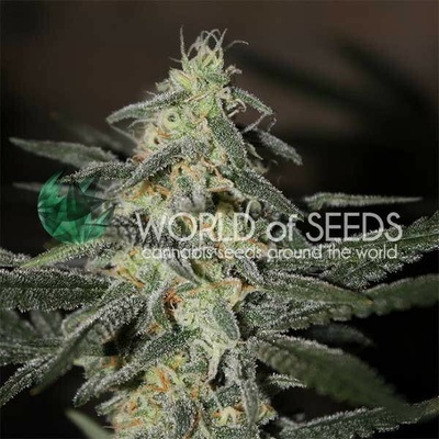 World of Seeds Northern Lights x Big Bud Early Harvest semienka neobsahujú THC 12 ks