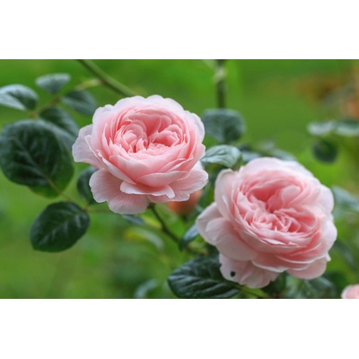 DIMEX ART Флизелинов фототапет английска роза 375 x 250 см