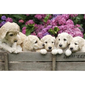 DIMEX ART s. r. o Флизелинов фототапет кученца лабрадор 375 x 250 см
