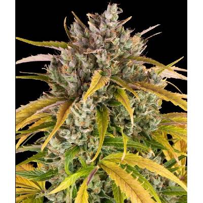 Dutch Passion Auto Glueberry O.G. semena neobsahuji THC 10 ks