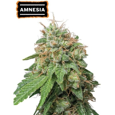 Seedstockers Amnesia AUTO semena neobsahují THC 5 ks