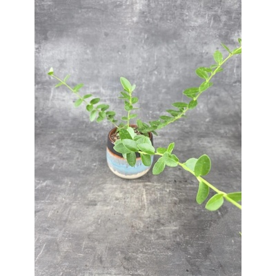 Hoya Cumingiana 12 cm