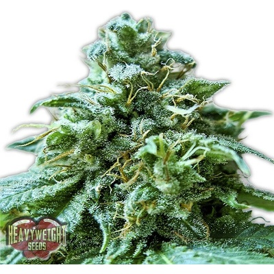 Heavyweight Seeds Superb O.G. semienka neobsahujú THC 10 ks