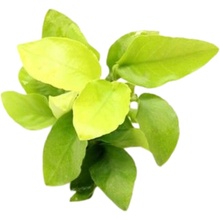 Anubias barteri Coin Leaf