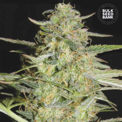 Bulk Seed Bank AUTO Loveryder semena neobsahují THC 100 ks
