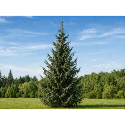 Smrek balkánsky (Picea omorika) – výška 80-100 cm, kont. C12L