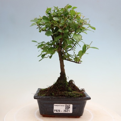 e-bonsai Pokojová bonsai - Sagerécie thea - Sagerécie thea