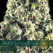 Vision Seeds Amnesia Haze AutoFem 0% THC Balenie: 3 ks