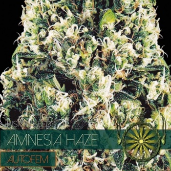 Vision Seeds Amnesia Haze AutoFem 0% THC Balenie: 10 ks