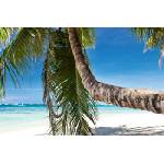 DIMEX ART Флизелинов фототапет детайл от палма 375 x 250 см