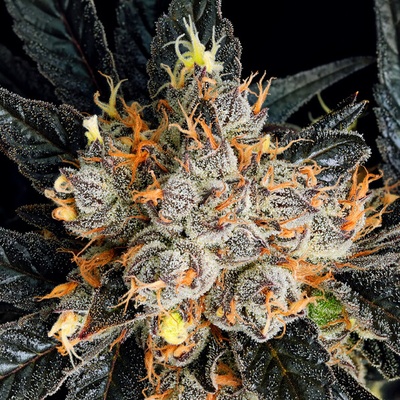 Anesia Seeds Aura semienka neobsahujú THC 10 ks