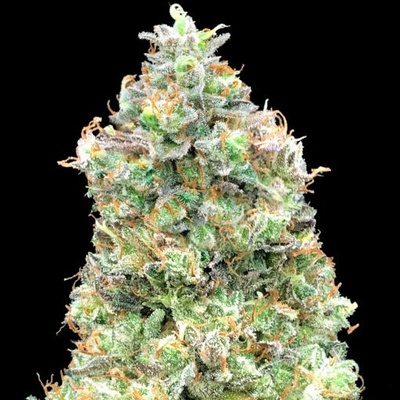 Advanced Seeds Critical Mass Fast semienka neobsahujú THC 1 ks