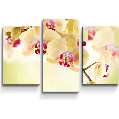 Sablio Obraz - 3-dílný Orchidea 2 - 75x50 cm
