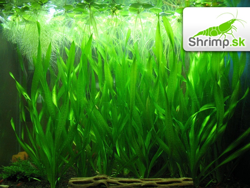 Vallisneria Corkscrew