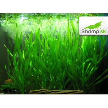 Vallisneria Corkscrew