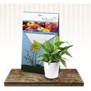 Symbiom Algavit 100 g