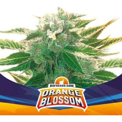 BSF Seeds Orange Blossom XXL AUTO semena neobsahují THC 4 ks