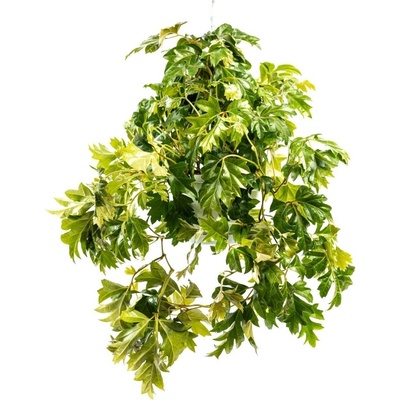 Gardners Cissus Ellen Danica - závěs, průměr 17-19 cm Žumen