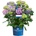 Endless Summer® Summer Love® Purple - Endless Summer - Хортензия макрофила