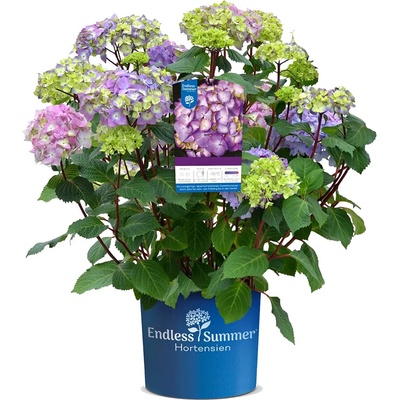 Endless Summer® Summer Love® Purple - Endless Summer - Хортензия макрофила
